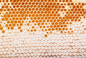 honeycomb as background, top view