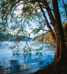 Beautiful shot of the branches of a tree touching the lake
