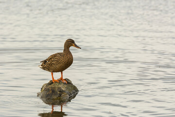 Mallard in spring in Aiguamolls De L Emporda Nature Park, Spain