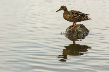 Mallard in spring in Aiguamolls De L Emporda Nature Park, Spain