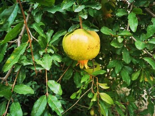 Big Organic Pomegranate Fruit 