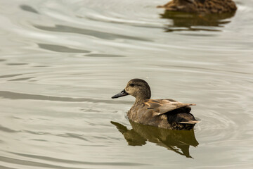 Mallard in spring in Aiguamolls De L Emporda Nature Park, Spain