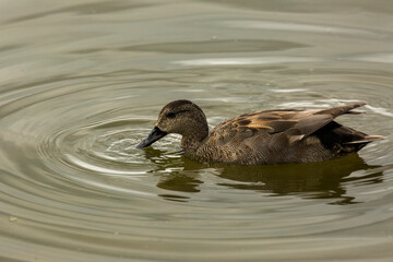 Mallard in spring in Aiguamolls De L Emporda Nature Park, Spain
