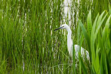 Little egret in Aiguamolls De L Emporda Nature Park, Spain