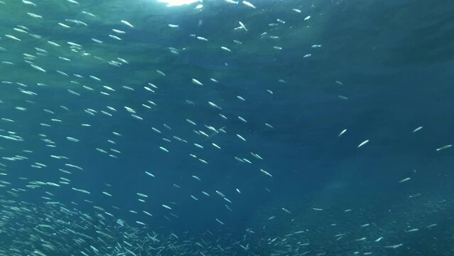 Shoal of Blue sprat, Delicate round herring or blueback sprat (Spratelloides delicatulus). Massive school of small fish swims in the blue water 