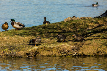 Mallard in spring in Aiguamolls De L Emporda Nature Park, Spain