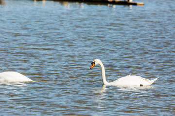 Swan in spring in Aiguamolls De L Emporda Nature Park, Spain