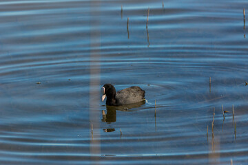Eurasian coot (Fulica atra) in Aiguamolls De L Emporda Nature Reserve, Spain