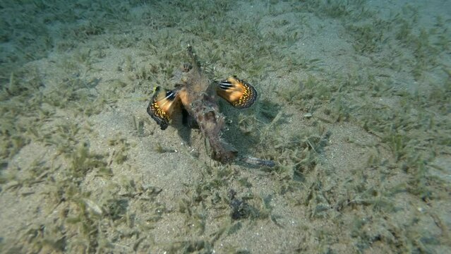 Demon Stinger slowly walks on sandy bottom covered with algae. Bearded Ghoul, Sea Goblin or Devilfish (Inimicus didactylus). 4K-60fps 