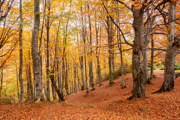 Beautiful forest with golden foliage in autumn park. Golden Autumn