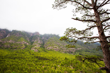 Spring in Cumbrecita, Caldera De Taburiente Nature Park, La Palma Island, Canary Islands, Spain
