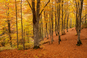 Beautiful forest with golden foliage in autumn park