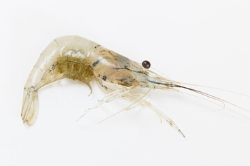 Shredded shrimp with eggs in belly on white background