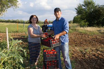 Obraz premium Two farmers, a man and a woman smiling in the countryside as they pick tomatoes and load them into crates. Cultivation and harvest for tomato sauce 