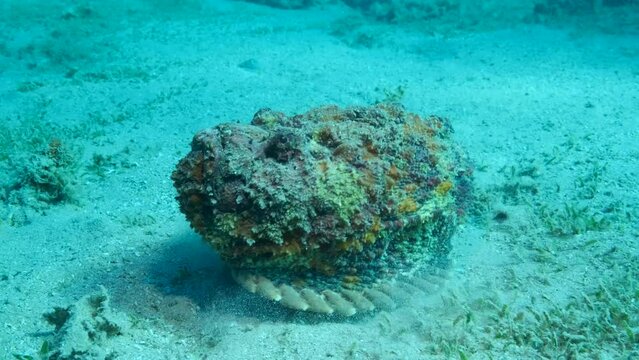 Close-up of the Stonefish moves along sandy bottom covered with green seagrass. Reef Stonefish (Synanceia verrucosa). 4K-60fps