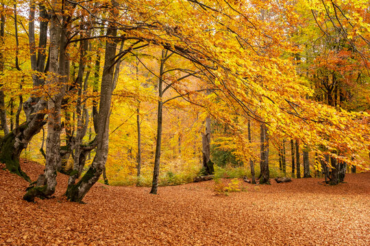 Beautiful forest with golden foliage in autumn park