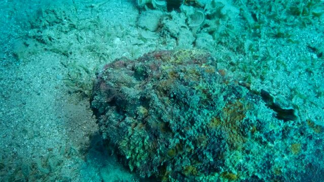Close-up portrait of the Stonefish moves along the sandy bottom covered with green seagrass. Camera moving forwards. Reef Stonefish (Synanceia verrucosa). 4K-60fps