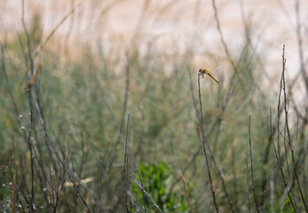 Fototapeta premium close up of a red-veined Darter female dragonfly (Sympetrum fonscolombii)