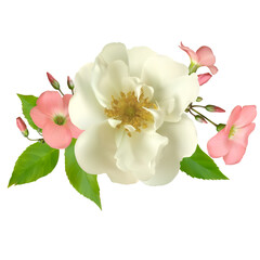 White Rose. Pink flowers. Floral background. Green leaf. Bouquet. Buds. Isolated.