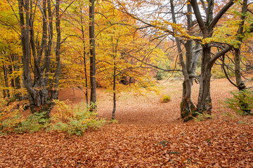 Yellowed trees and fallen leaves in the forest in late autumn