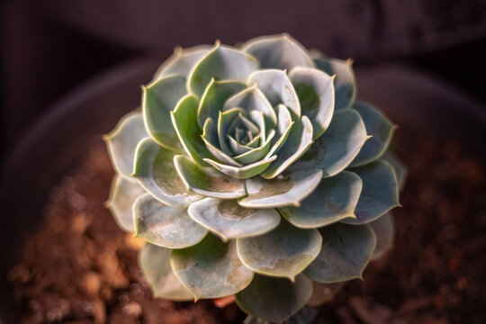 plantas leguminosas decorativas