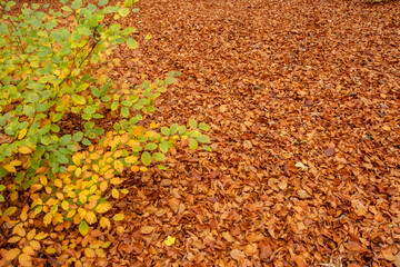 Ground covered with fallen leaves foliage. autumn landscape with bright colorful leaves