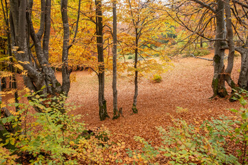 Naklejka premium Yellowed trees and fallen leaves in the forest in late autumn
