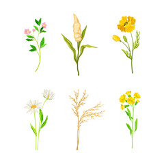 Wildflower Species or Herbaceous Flowering Plant with Green Stem and Leaf Vector Set
