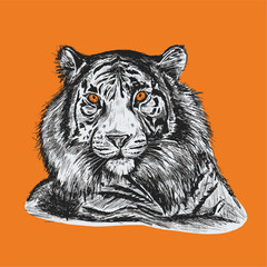 Striped Tiger Head Drawing in Sketched Ink. Vector Illustration 