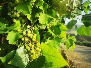 Grape Fruit on Tree. Summer time in Morocco