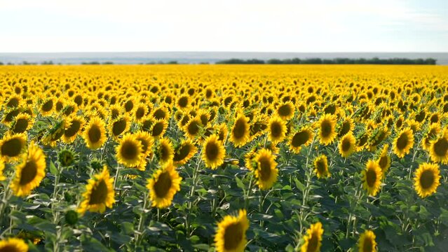 Beautiful sunflowers in the field natural background, Sunflower blooming