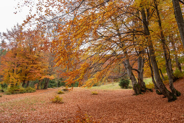 Fototapeta premium Magnificent golden autumn in the mountains. Warm sunny day.
