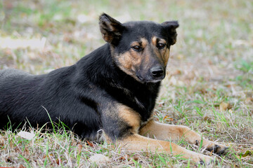 German shepherd lying on the grass in the park, dogs portrait