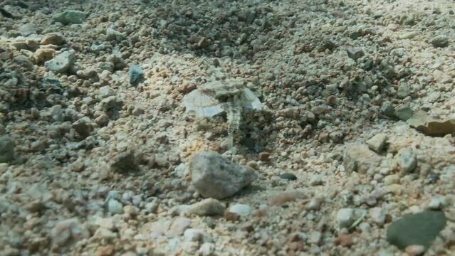 Seamoth moves on the sandy bottom in shallow water in sun rays. Pegasus, Little Dragonfish or Common Seamoth (Eurypegasus draconis). 4K-60fps