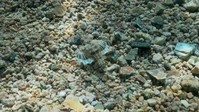 Seamoth moves on the sandy bottom in shallow water in sun rays. Pegasus, Little Dragonfish or Common Seamoth (Eurypegasus draconis). 4K-60fps