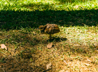 peacock in the park