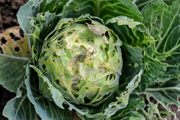 A head of cabbage gnawed by Spanish red slugs