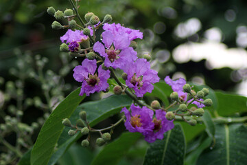 flowers in the garden