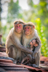 Macaque family sitting on roof