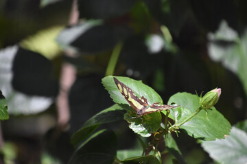Wings Spread on a Green and Black Butterfly