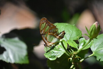 Green and Brown Malachite Butterfly in a Garden