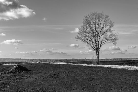 Einsamer Baum nach Torfabbau.