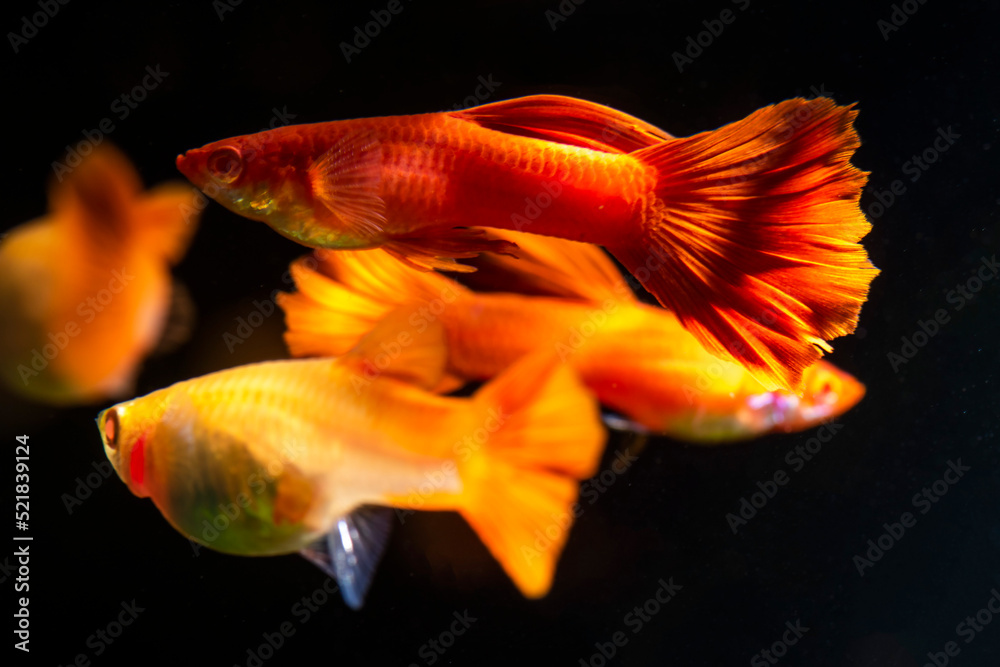 Canvas Prints The Full Red Albino Guppy (Poecilia reticulata var. 