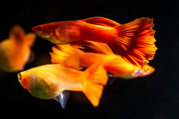 The Full Red Albino Guppy (Poecilia reticulata var. 