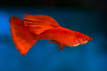 Fototapeta premium The Full Red Albino Guppy (Poecilia reticulata var. 