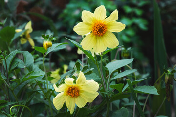 Yellow dahlia flowers. Yellow flowers on a background of green foliage. Dahlia on a green meadow. Beautiful yellow dahlia in the summer garden. Selective focus. Floriculture, landscape design.