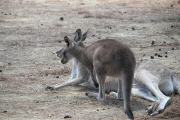 Naklejka na ściany i meble kangourou au zoo