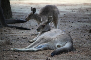 Naklejka na ściany i meble kangourou au zoo