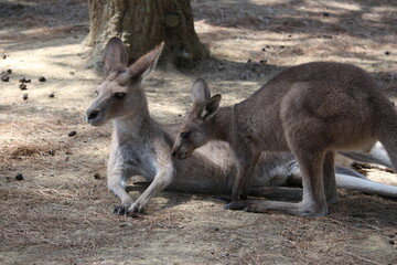 kangourou au zoo