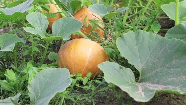 Ripe orange pumpkins on a melon field in green foliage. Vegetables in the garden and orchard, fresh harvest ripens, vegetarian food. Organic non-GMO food. Background, screensaver. UHD 4K.